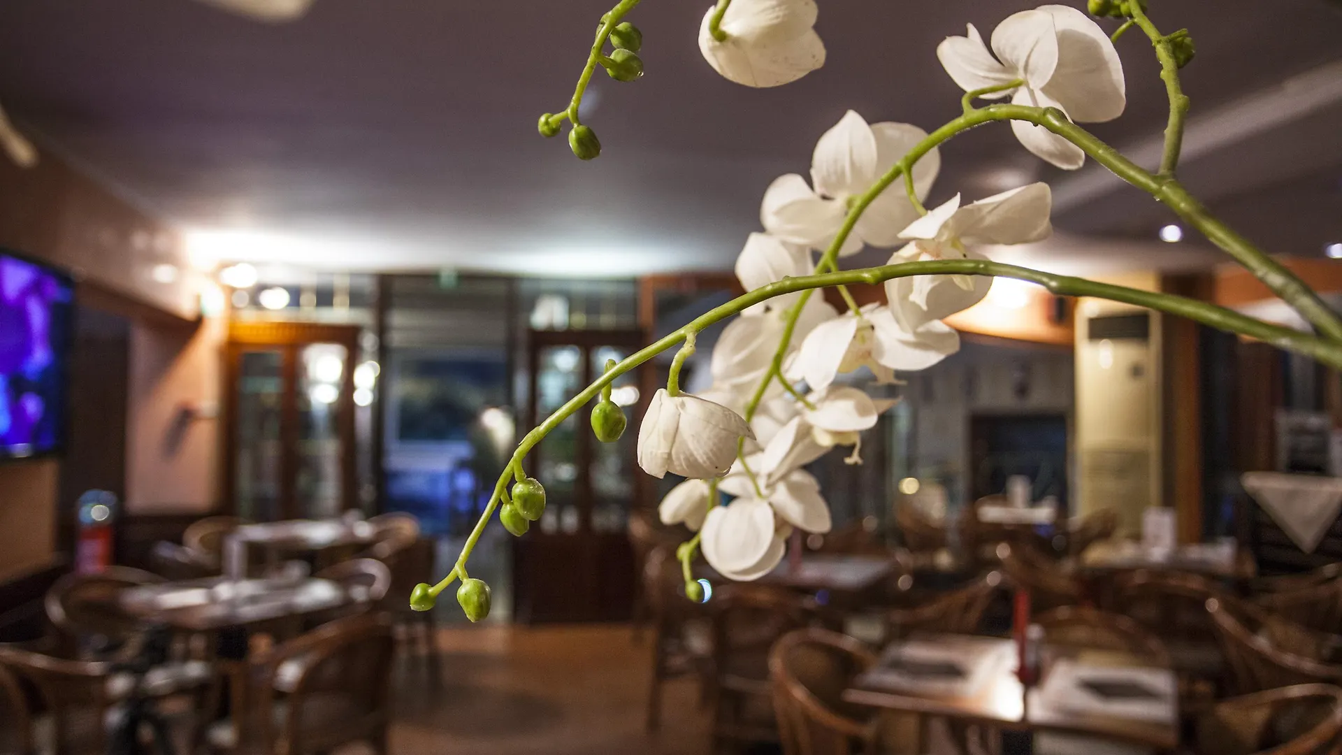 Hotel La Pace Pisa